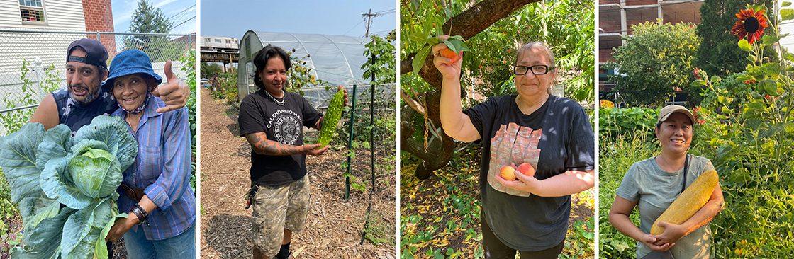 Some of last year's winning harvest in the GreenThumb Harvest Fair Competition (L-R): First place winning cabbage grown by Una Lawrence and Reynaldo Santiago at Jardin De La Familia in the Bronx. Second place winning bitter melon grown by Alexx Caceres at ENY Youth Farm in Brooklyn. Third place winning peaches grown by Francine and Marty Rogers at Neighborhood Advisory Committee Community Garden in the Bronx. First place winning Nepali cucumbers in the Special Category, grown by Manaslu Gurung at Two Coves Community Garden in Queens.
